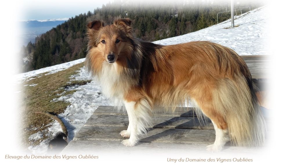 Umy Du Domaine Des Vignes Oubliées