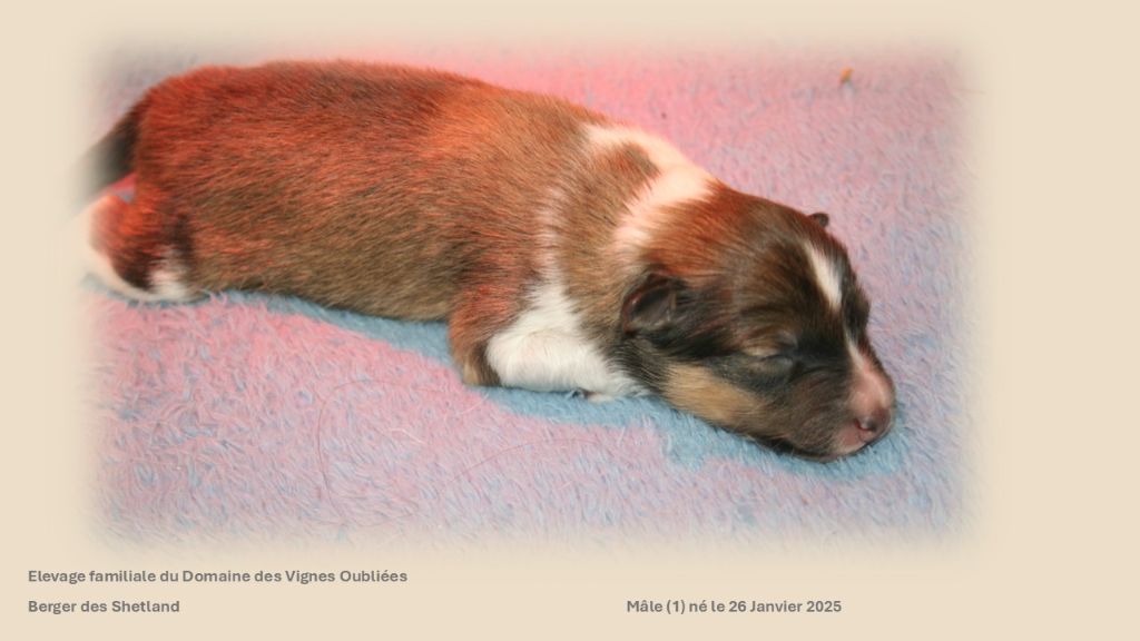 Du Domaine Des Vignes Oubliées - Chiot disponible  - Shetland Sheepdog