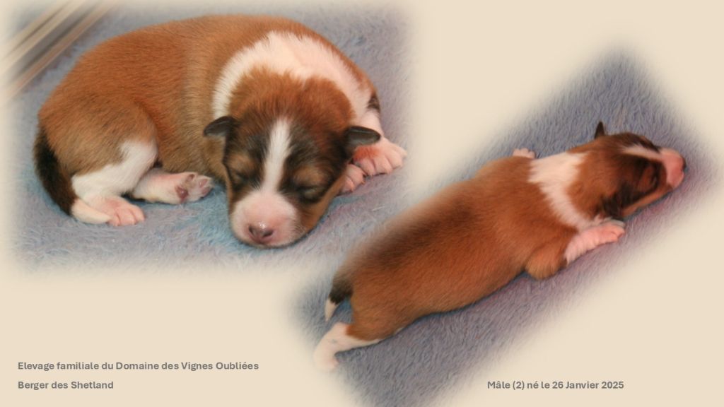 Du Domaine Des Vignes Oubliées - Chiot disponible  - Shetland Sheepdog