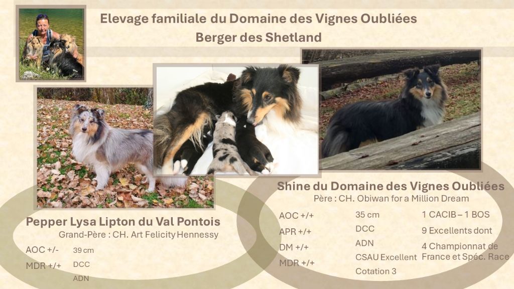 chiot Shetland Sheepdog Du Domaine Des Vignes Oubliées