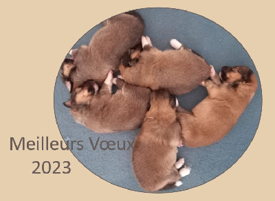 Du Domaine Des Vignes Oubliées - Shetland Sheepdog - Portée née le 27/12/2022