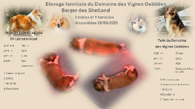 Du Domaine Des Vignes Oubliées - Shetland Sheepdog - Portée née le 26/01/2025