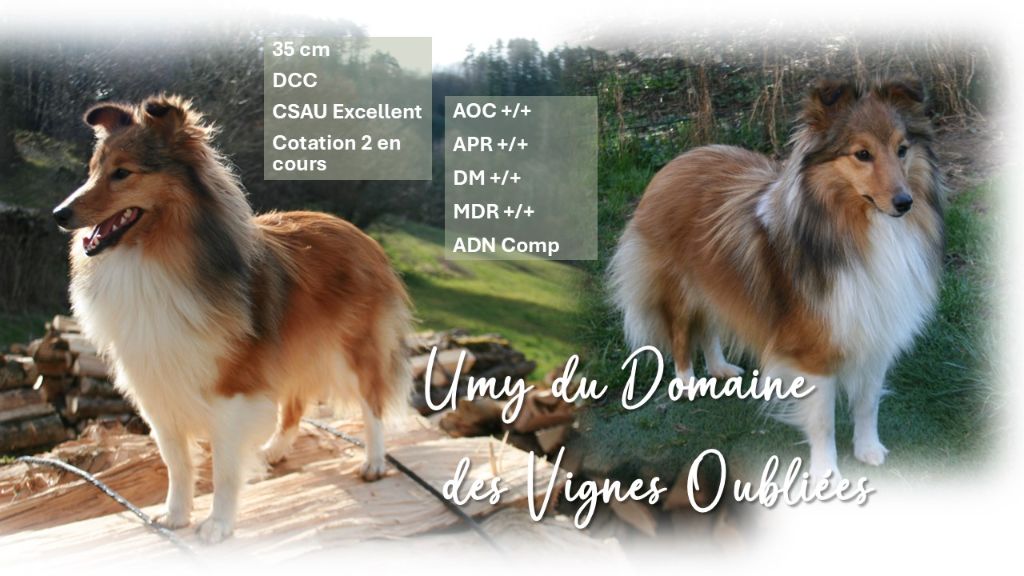 Umy Du Domaine Des Vignes Oubliées