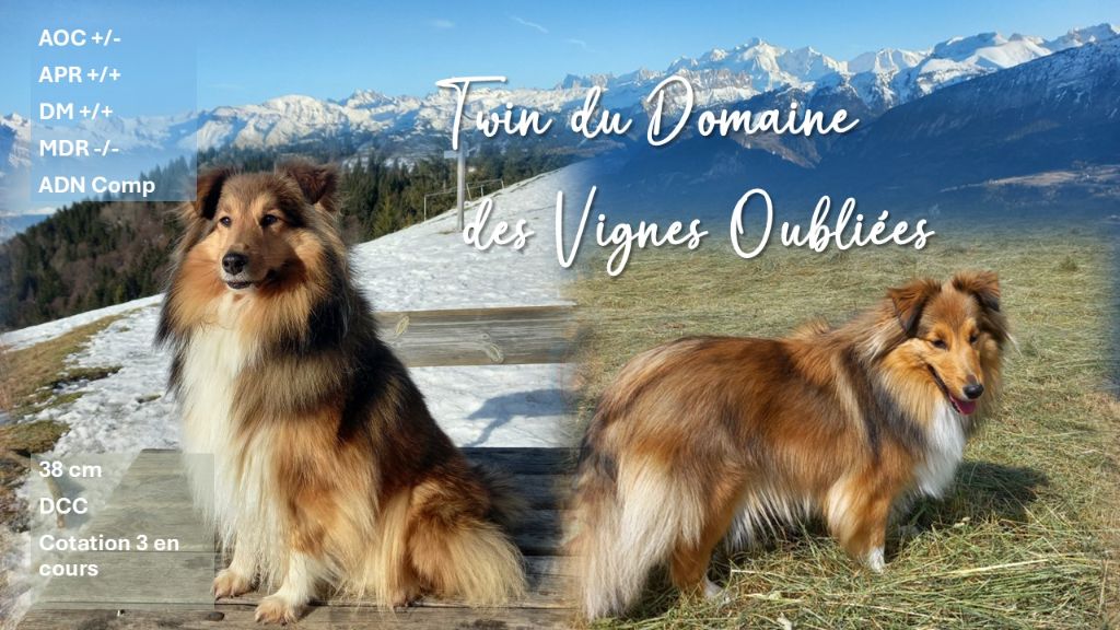Twin Du Domaine Des Vignes Oubliées