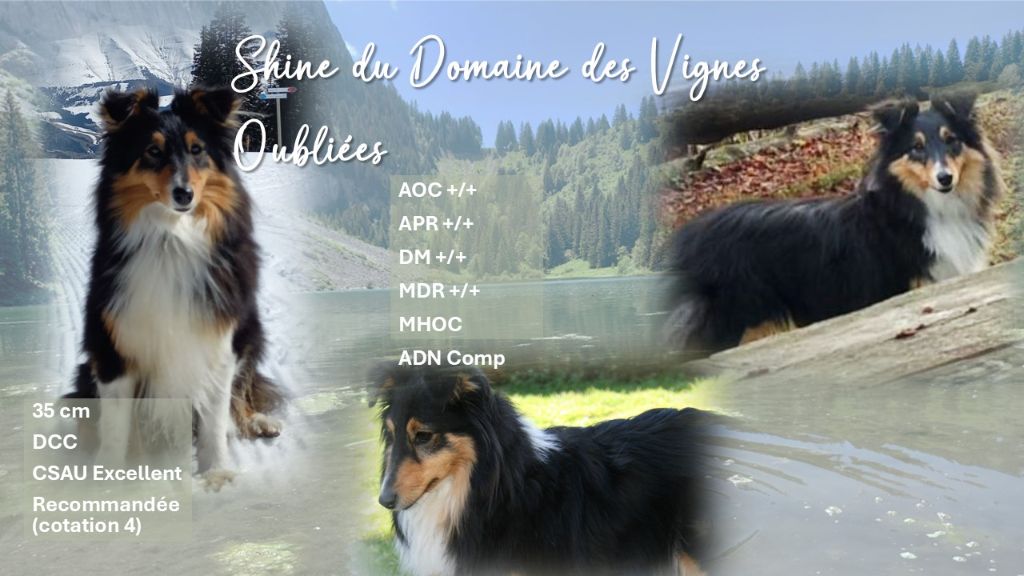 Shine Du Domaine Des Vignes Oubliées