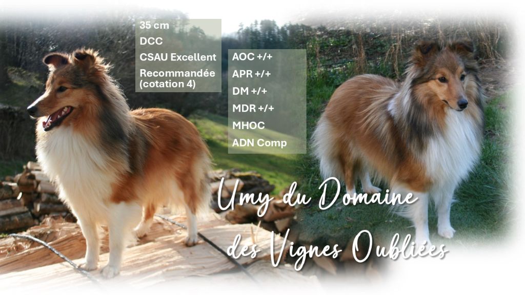Umy Du Domaine Des Vignes Oubliées