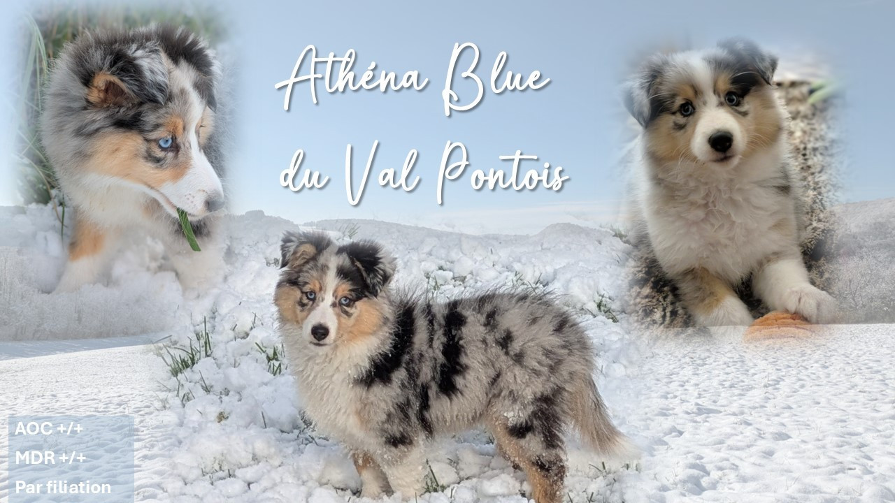 Athéna Blue Du Val Pontois