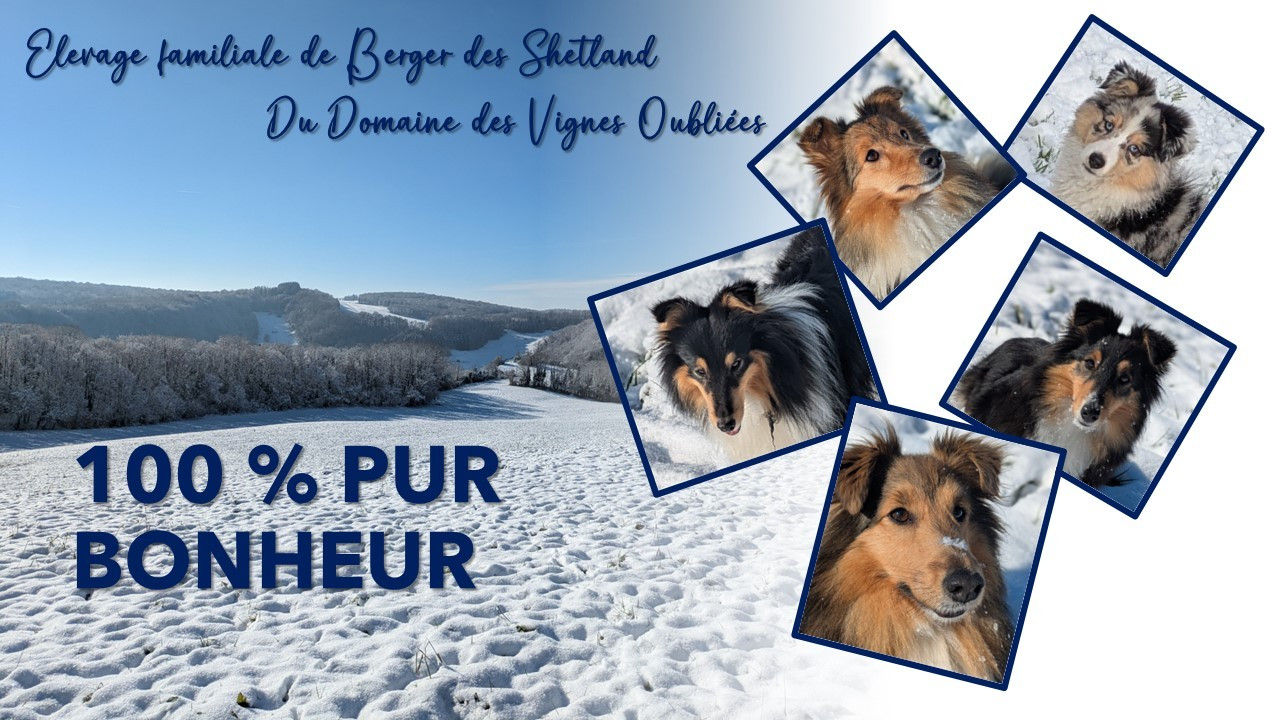 Shetlands dans la neige