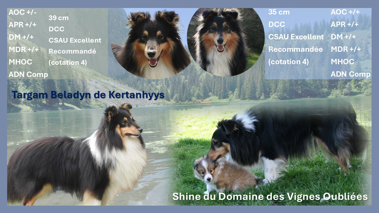 Gestation confirmée pour Shine et Targam ... des bébés tricolore attendus pour fin mars 2026