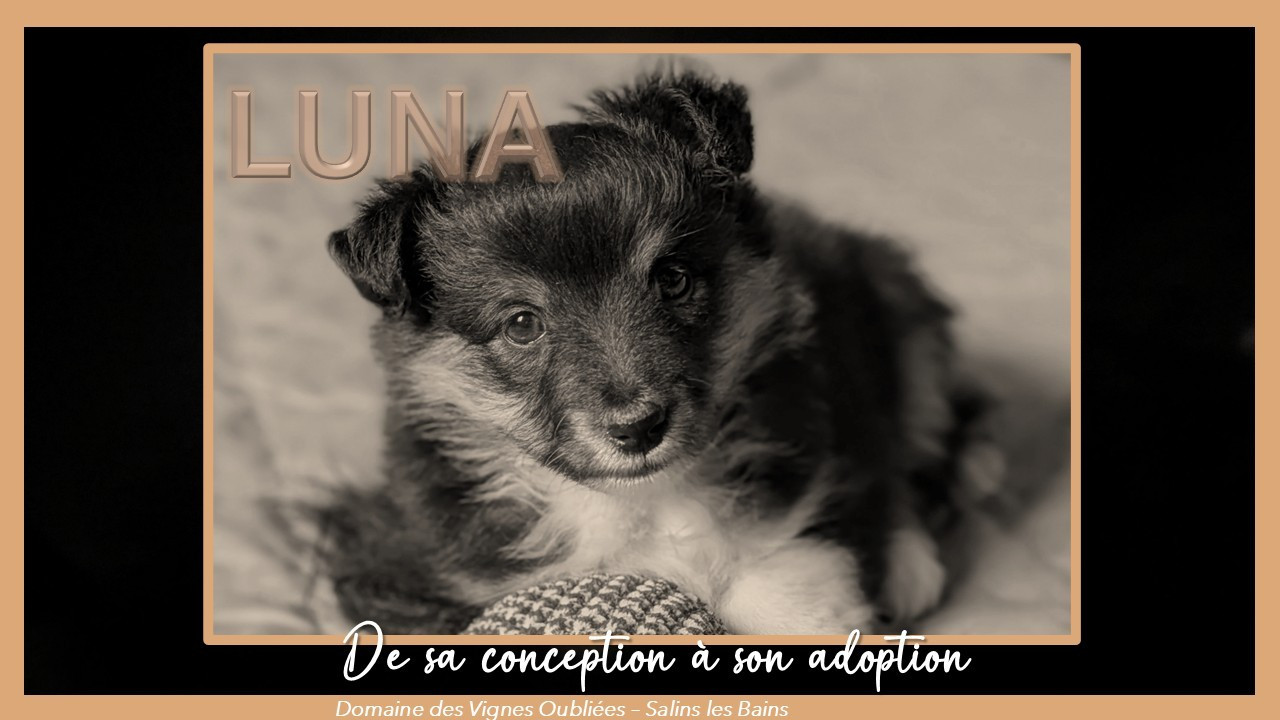 L'histoire de la belle Luna chiot Berger des Shetland