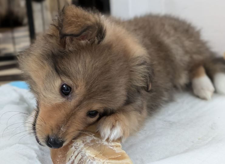 Du Domaine Des Vignes Oubliées - Takka - Très joli mâle fauve de 2 mois et 1/2 à ADOPTER