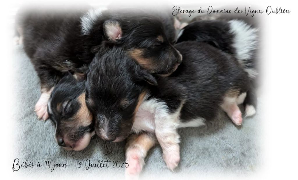 Bébés de Maty et Targam à 14 jours