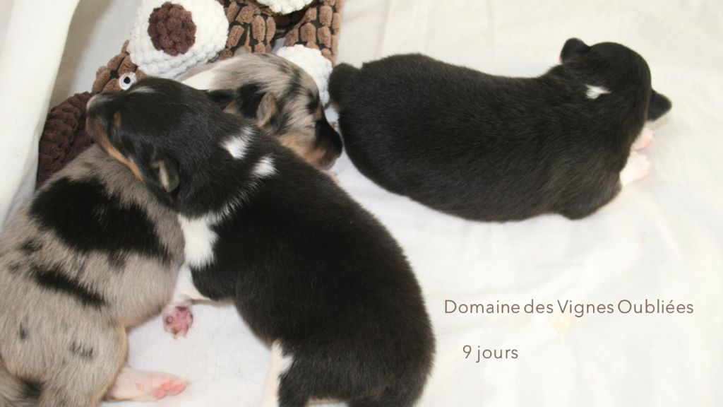 Du Domaine Des Vignes Oubliées - Les premiers bébés de Shine sont nés le 30 Juillet 2024