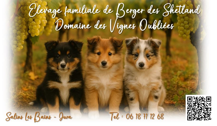 Du Domaine Des Vignes Oubliées