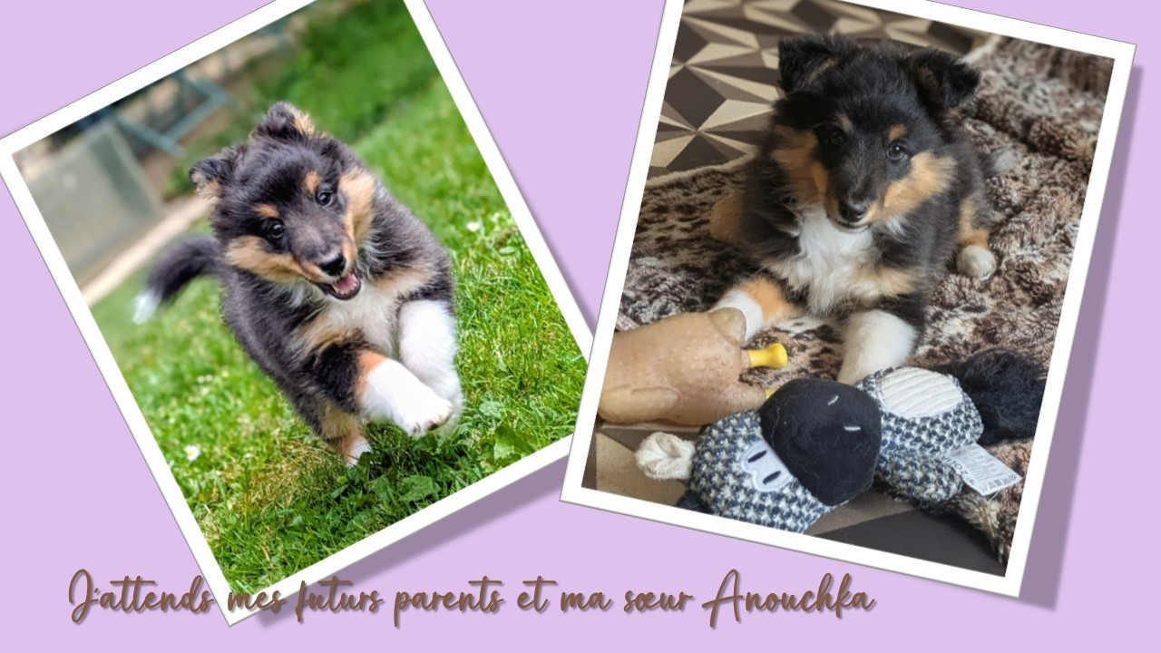 Du Domaine Des Vignes Oubliées - Shetland Sheepdog - Portée née le 02/04/2026