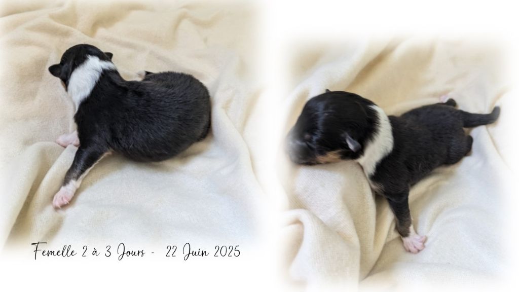 Du Domaine Des Vignes Oubliées - Chiots disponibles - Shetland Sheepdog