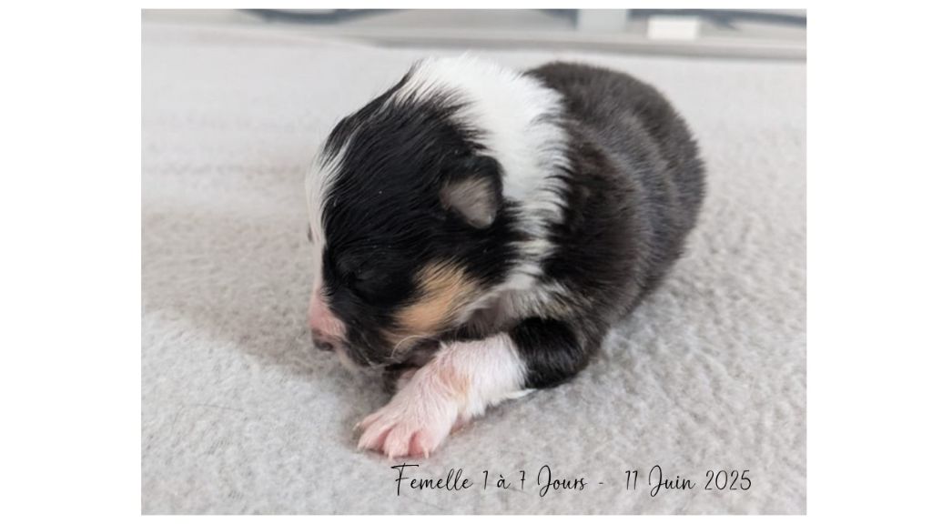 Du Domaine Des Vignes Oubliées - Chiots disponibles - Shetland Sheepdog