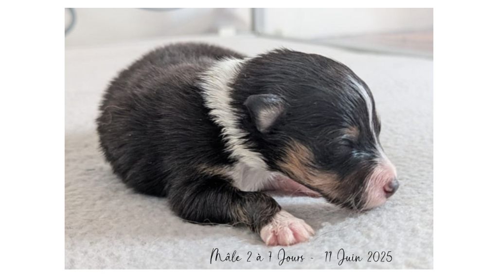 Du Domaine Des Vignes Oubliées - Chiots disponibles - Shetland Sheepdog