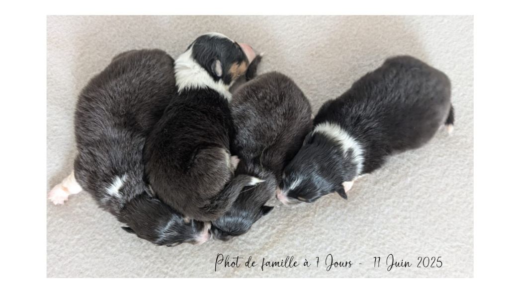 Chiot Shetland Sheepdog Du Domaine Des Vignes Oubliées