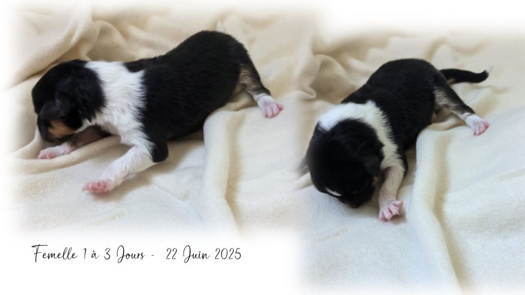 Du Domaine Des Vignes Oubliées - Chiots disponibles - Shetland Sheepdog