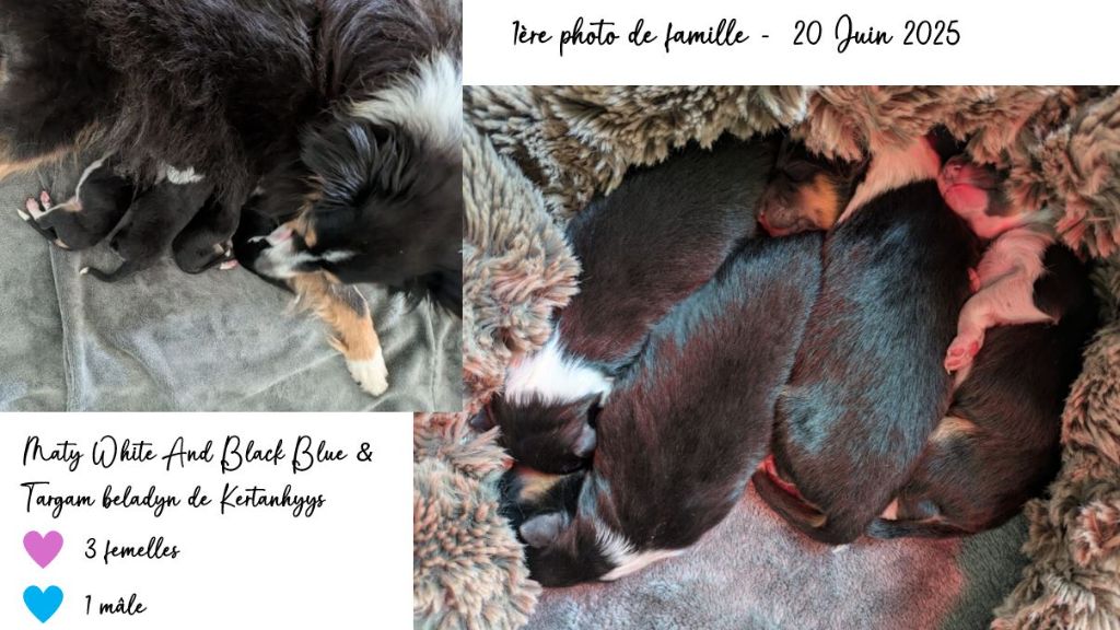 Chiot Shetland Sheepdog Du Domaine Des Vignes Oubliées
